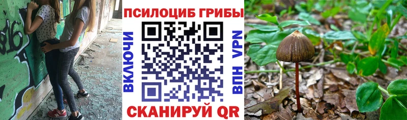 цены   Белокуриха  Псилоцибиновые грибы Psilocybine cubensis 